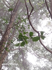 Kadsura heteroclita, photograph author not stated, no rights reserved