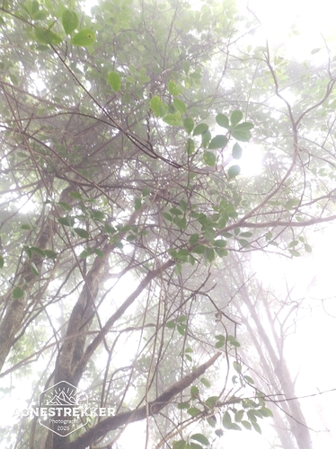 Kadsura heteroclita, photograph 3