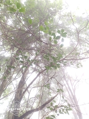 Kadsura heteroclita, photograph author not stated, no rights reserved