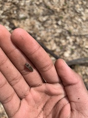 Melanotus americanus