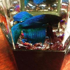 Betta