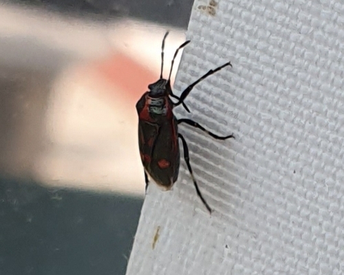 Cabbage Bug
