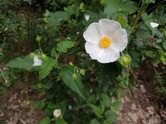 Cistus populifolius