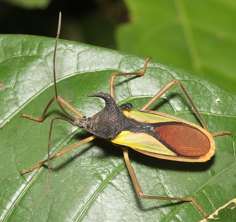 Euagona diana