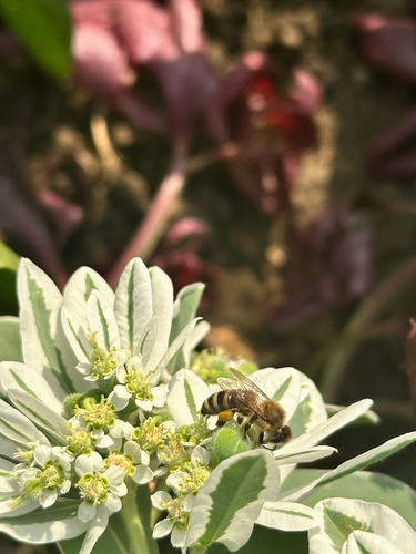 Western Honey Bee