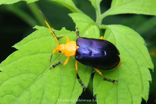 Agetocera mirabilis