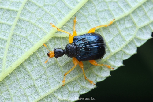 Tomapoderus flavirostris