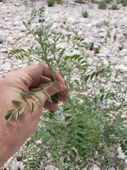 Indigofera lindheimeriana