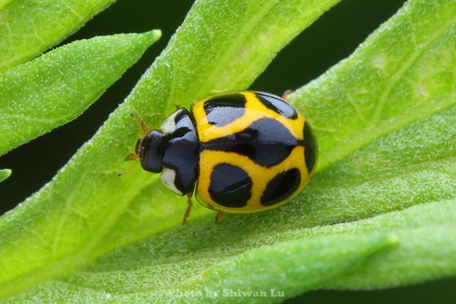Oenopia mimica