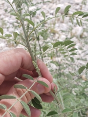 Indigofera lindheimeriana
