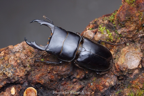Dorcus reichei
