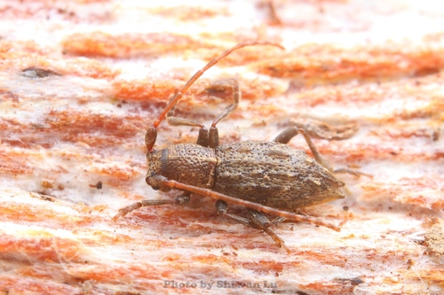 Aconodes nepalensis