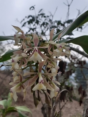 Epidendrum arbuscula