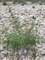 Indigofera lindheimeriana