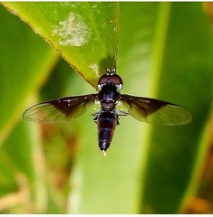 Ocyptamus dimidiatus