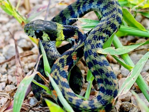 Chinese Tiger Keelback
