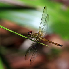 Orchithemis xanthosoma