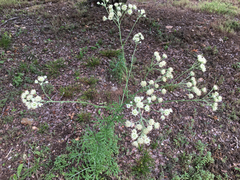 Hymenopappus