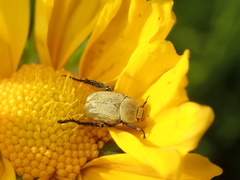 Hoplia communis