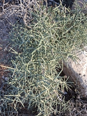 (c) Ross Krisztina, some rights reserved (CC BY) Asparagus horridus, photograph (c) Ross Krisztina, some rights reserved (CC BY)