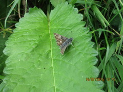 Muschampia floccifera
