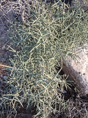 (c) Ross Krisztina, some rights reserved (CC BY) Asparagus horridus, photograph (c) Ross Krisztina, some rights reserved (CC BY)
