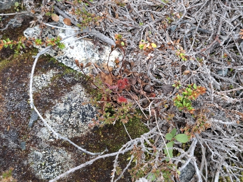 round-leaved sundew