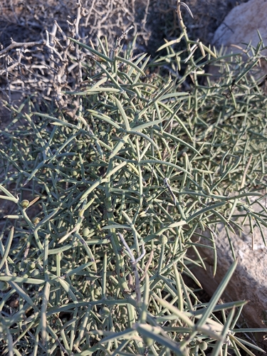 Asparagus horridus, photograph 4