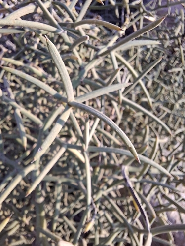 Asparagus horridus, photograph 5