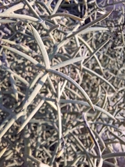 (c) Ross Krisztina, some rights reserved (CC BY) Asparagus horridus, photograph (c) Ross Krisztina, some rights reserved (CC BY)
