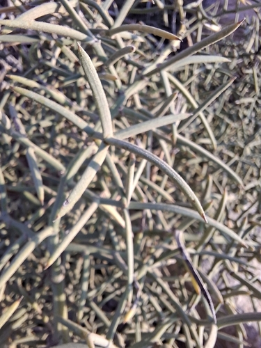 Asparagus horridus, photograph 6