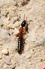 Sunius bicolor
