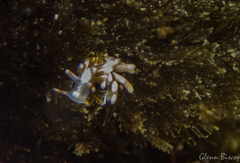 Trinchesia miniostriata