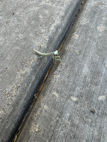 Mediterranean Mantis