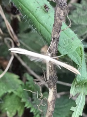 Pterophorus pentadactyla