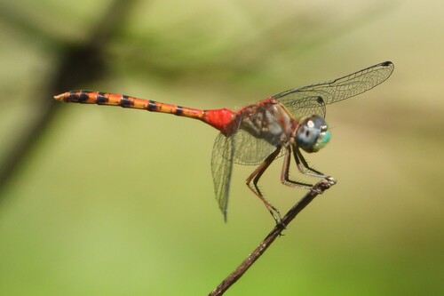 Blue-faced Meadowhawk photo 6