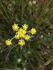 Lomatium utriculatum