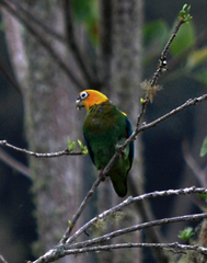 Pyrilia pyrilia