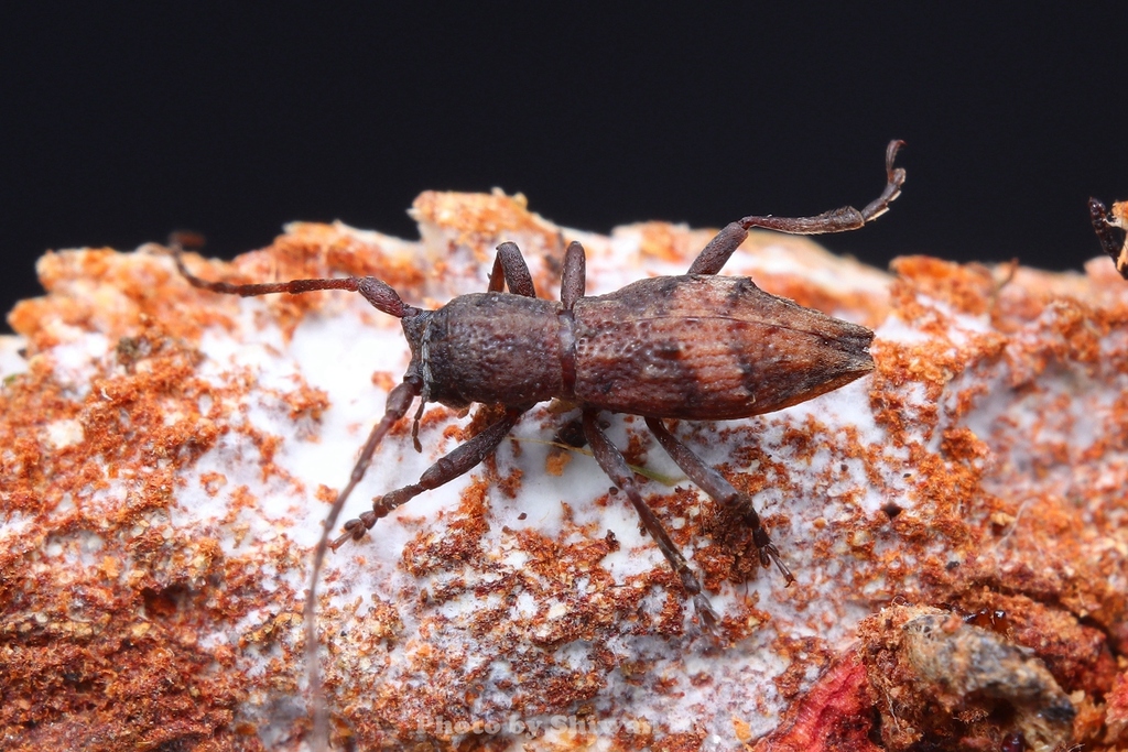 Aconodes latefasciatus