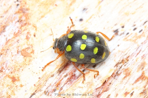 Afissa marginicollis