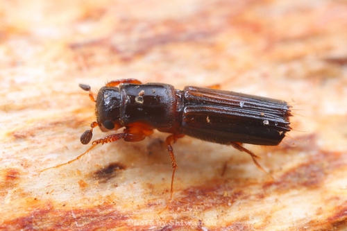 Diapus molossus
