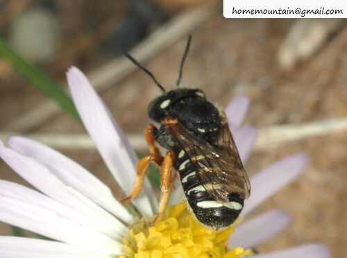 Punctate Wool-carder Bee