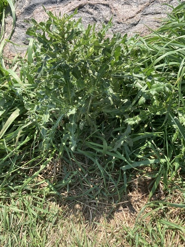 creeping thistle