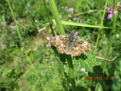 Muschampia floccifera