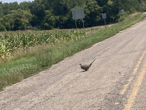 Ring-necked Pheasant