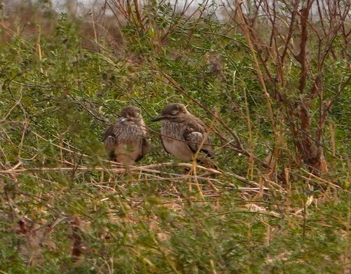 iNaturalist image