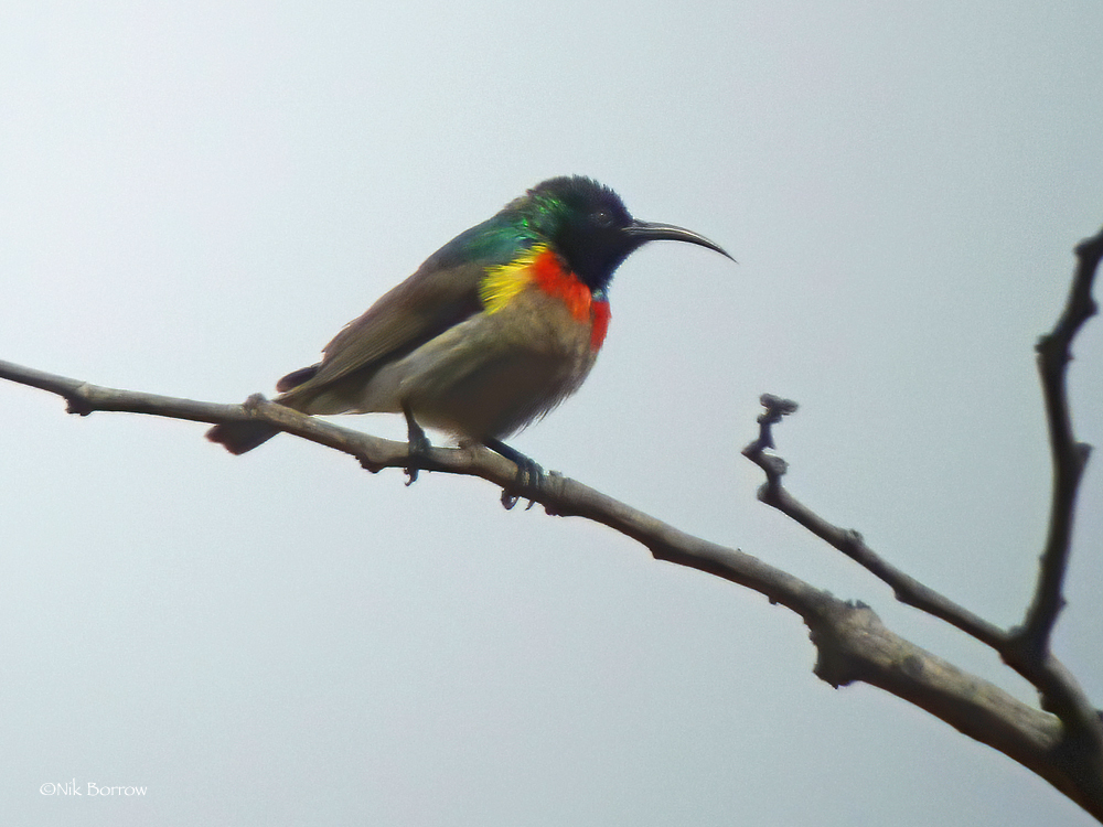 Western Miombo Sunbird (Cinnyris gertrudis)
