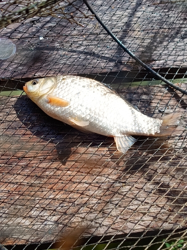 Prussian Carp