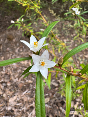 Crowea angustifolia, photograph (c) Tyler Anthony, some rights reserved (CC BY)