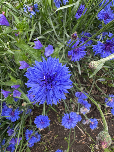 Cornflower